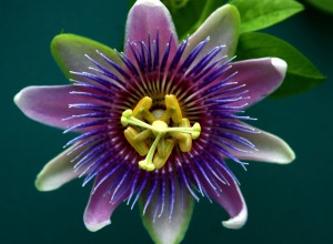 Passionflower for a good night's sleep